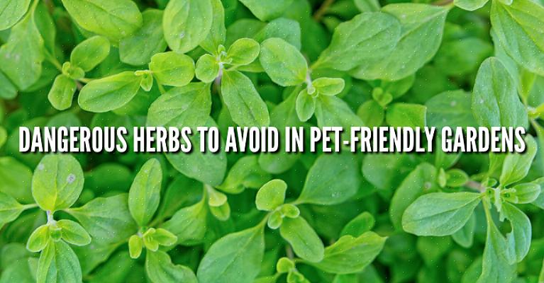 La liste suivante de plantes toxiques pour les chiens n'est pas une liste complète