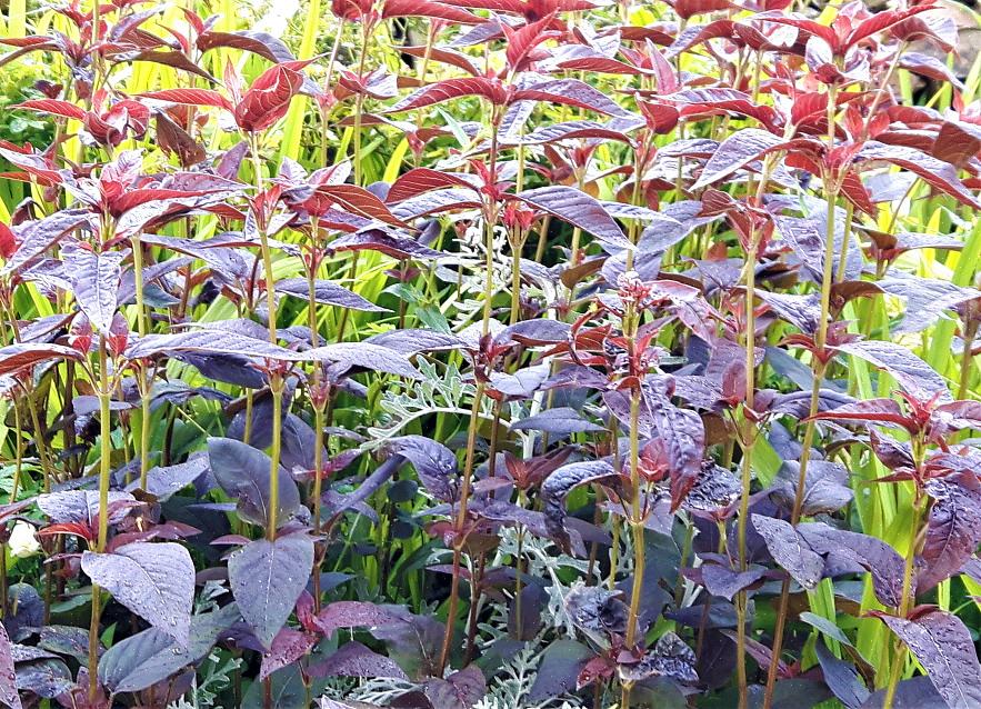 La salicaire à feuilles pourpres (Lysimachia ciliata 'Purpurea') sont des plantes agressives courantes