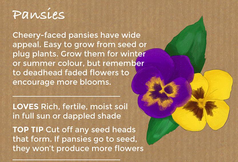 Récupérez les gousses brunes à la fin de la saison pour les planter dans votre jardin l'année prochaine