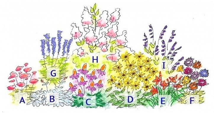 Le feuillage fournira une toile de fond agréable aux prochaines fleurs qui fleuriront