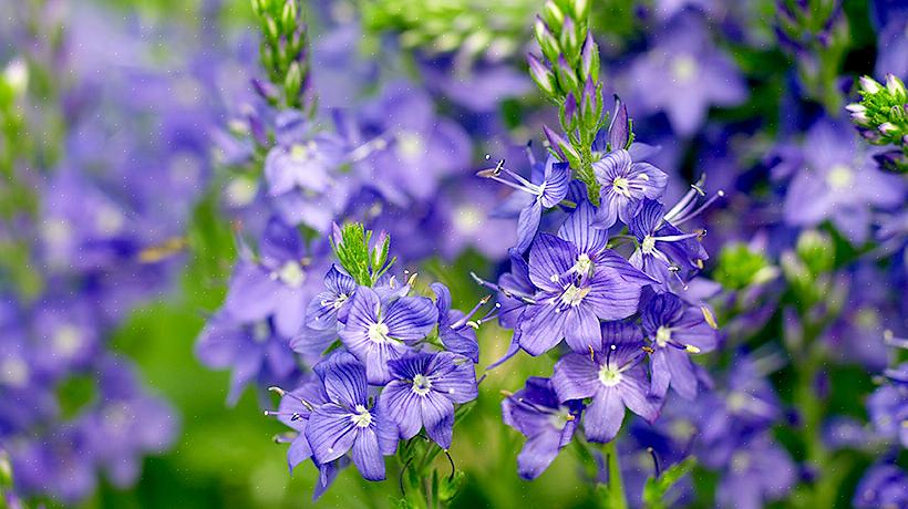 Un autre aspect bénéfique de l'utilisation de plantes vivaces dans votre jardin de coupe est que les plantes