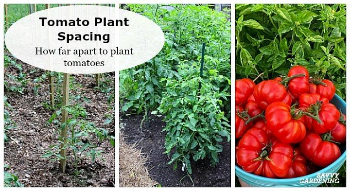 Le moyen le plus simple de planter le plant de tomate est de creuser un trou suffisamment profond pour que