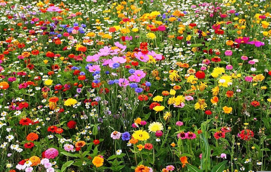 Les jardins de fleurs sauvages sont considérés comme une alternative peu coûteuse au jardinage nécessitant