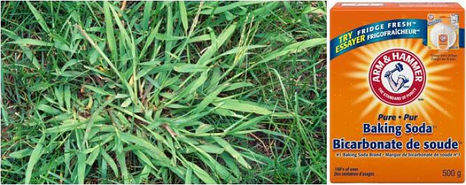 Les herbicides de pré-émergence (également appelés «agents anti-digitaire») se présentent sous une forme