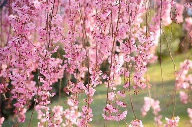 L'espèce Prunus serrulata (cerisier japonais) possède quelques cultivars retombants