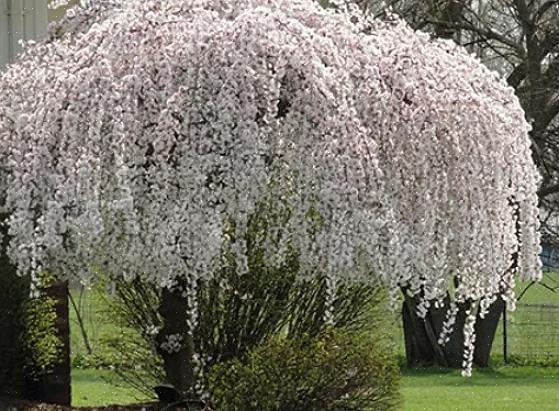 Les cerisiers pleureurs (Prunus spp.) Doivent être inclus dans toute liste des meilleurs spécimens