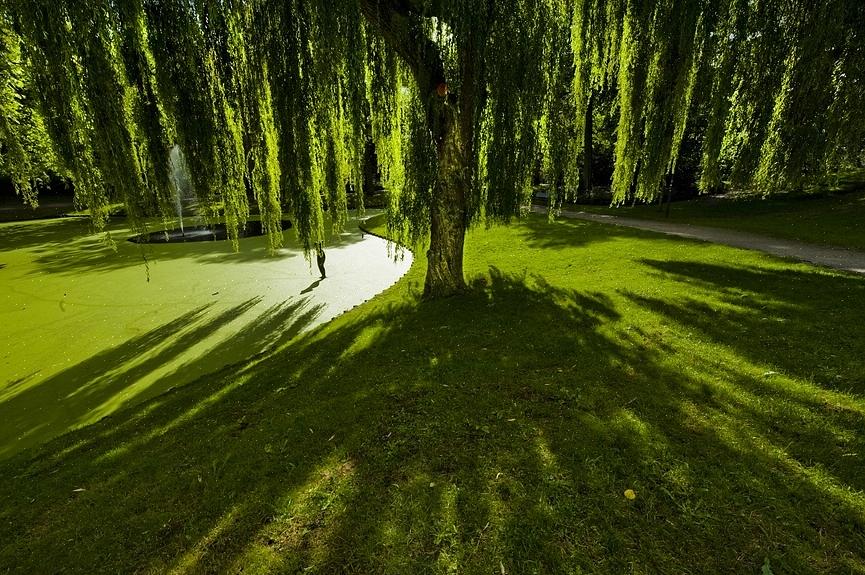 Le saule pleureur est probablement le plus connu des arbres pleureurs