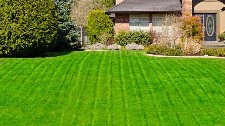Le chaume est une couche naturelle d'herbe principalement morte qui repose sur le sol de votre pelouse