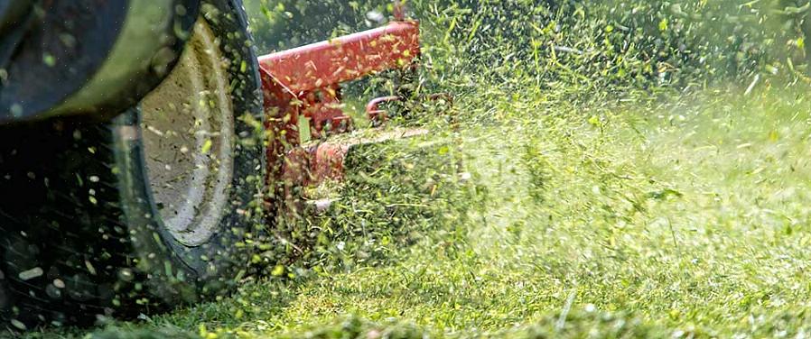 Un excès d'herbe coupée qui tombe sur votre pelouse peut entraîner une maladie fongique connue