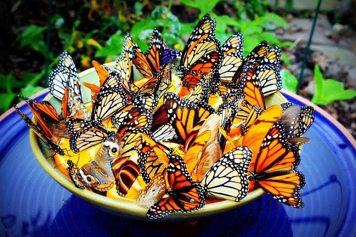Les papillons commencent leur vie sous forme d'œufs pondus sur les plantes