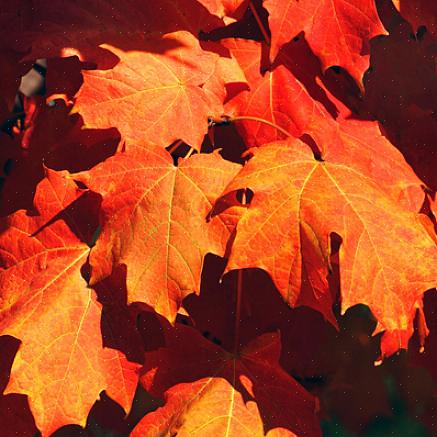 Un autre bon choix pour le feuillage d'automne rouge est Acer rubrum «Franksred»