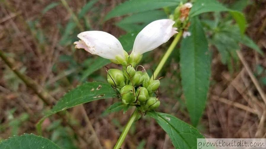 Essayez de planter des tortues (Chelone obliqua)