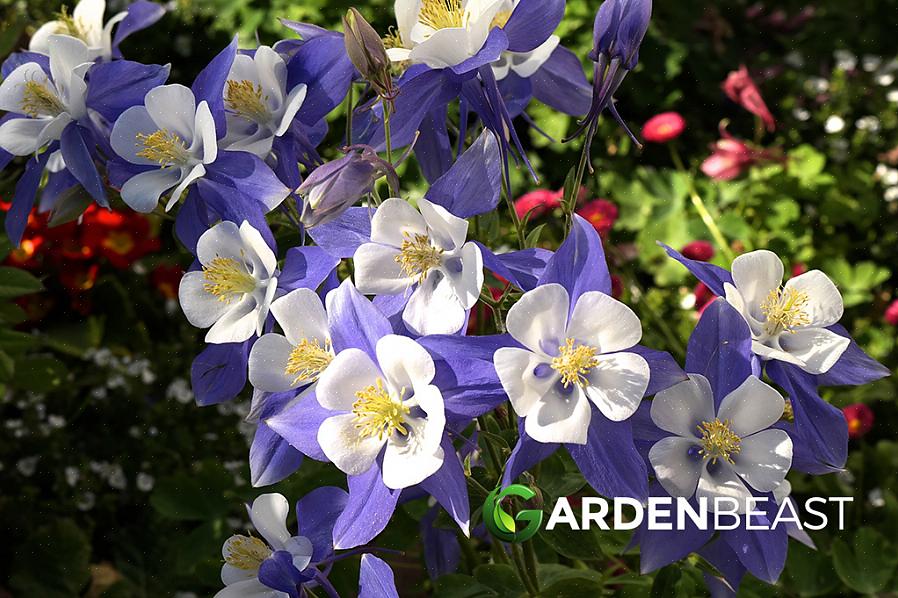 Vous pouvez démarrer des fleurs de colombine à partir de graines ou de plantes