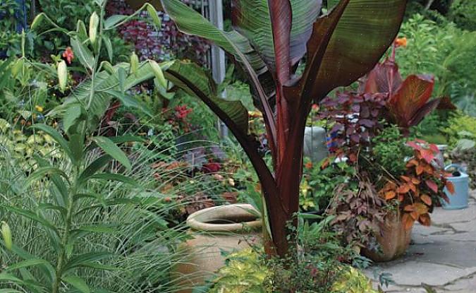 Apporter des plantes tropicales à l'intérieur