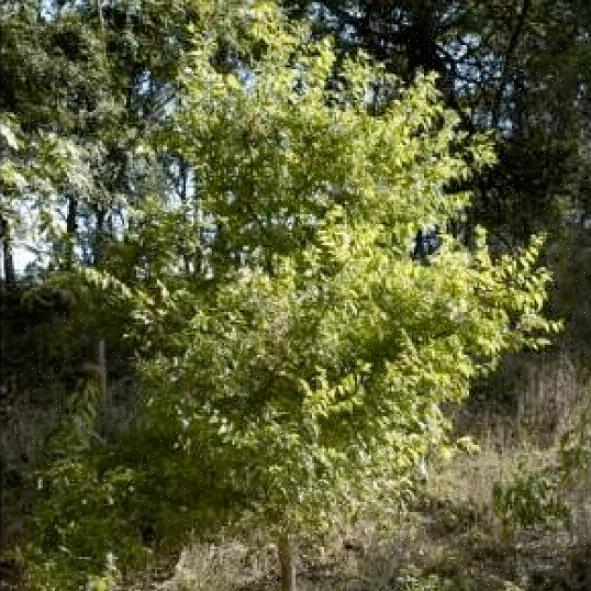 Le micocoulier de Netleaf constitue un bon arbre d'ombrage qui présente l'avantage supplémentaire de fournir