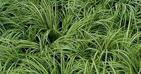 L'herbe sucrée du Japon (Acorus spp.) Est une plante aquatique vivace aux feuilles en forme d'épée