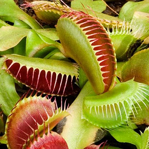 Soit chercher du terreau Venus flytrap pour y parvenir