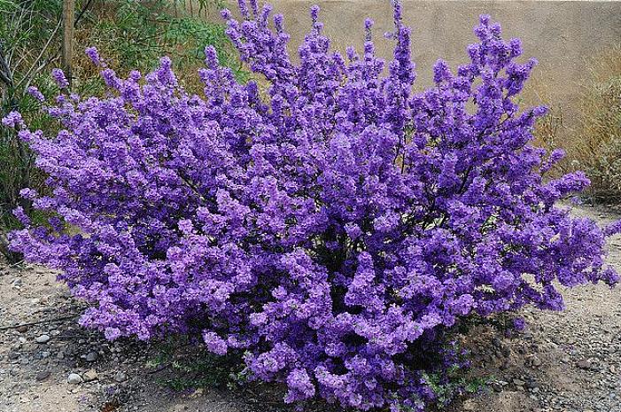 Purple Queen est un exemple de type à fleurs violettes