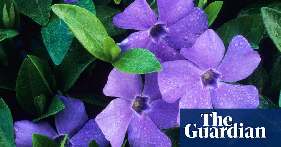 Les arbustes à fleurs violettes sont peut-être plus recherchés que tout autre type