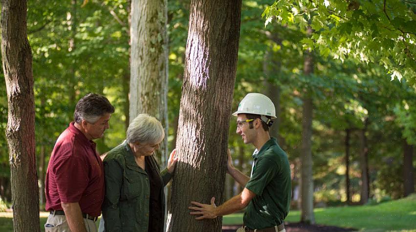 Inspectez les progrès chaque année en vérifiant la distance entre les bourgeons de la saison en cours