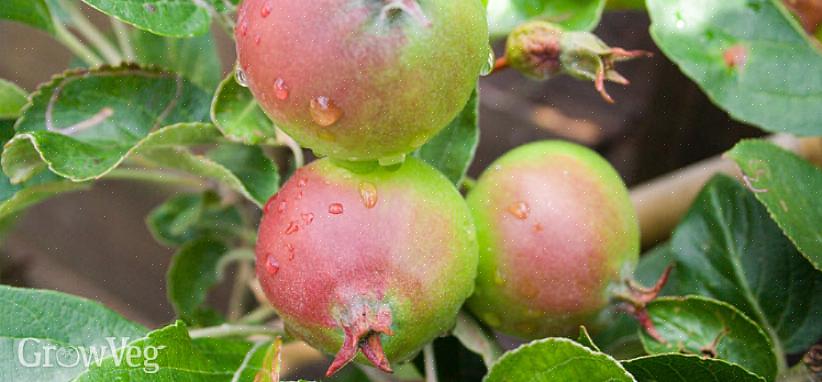 La chute des fruits de juin - la tendance naturelle des arbres fruitiers à perdre des fruits immatures après