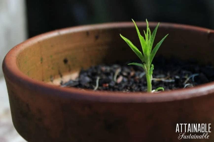 Une graine de pêche résulte du pollen mâle d'une plante combinée avec l'ovule de fleur femelle d'une