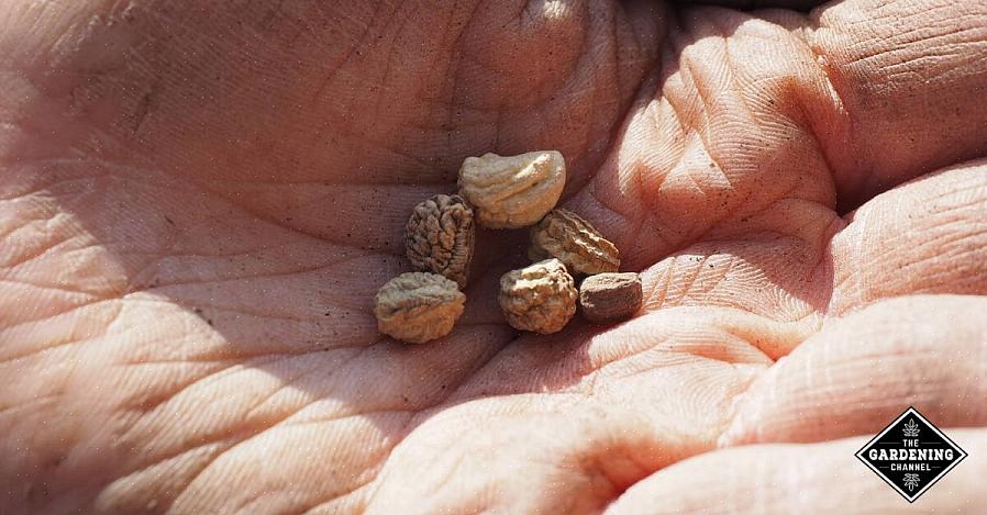 La scarification se produisent naturellement lorsque les graines restent à l'extérieur pendant l'hiver froid
