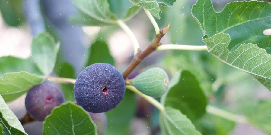 Il est généralement recommandé de planter des figues un pouce ou deux plus bas qu'elles ne poussaient