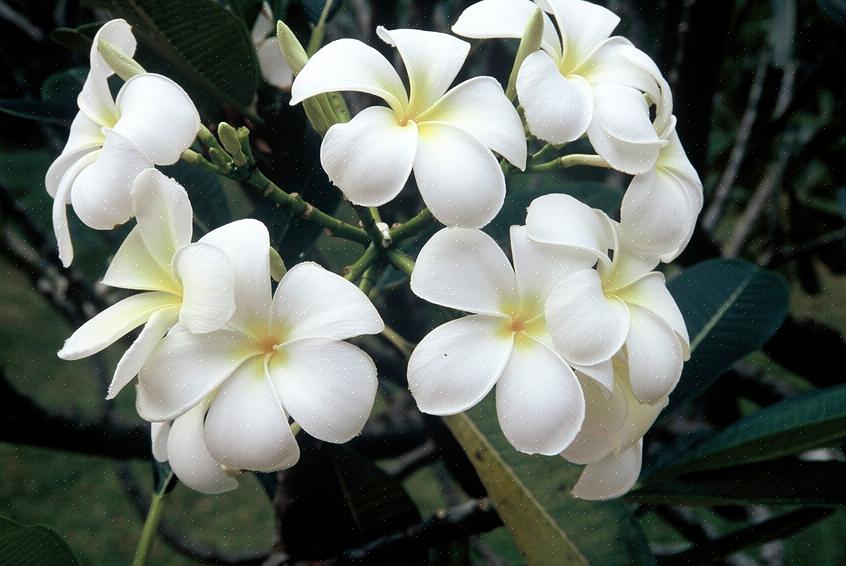 Le frangipanier blanc (Plumeria alba) est un frangipanier à feuilles caduques qui est originaire des zones