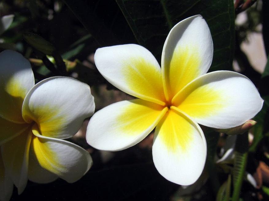 Les feuilles de Plumeria alba donnent une sève blanche laiteuse lorsqu'elles sont fissurées