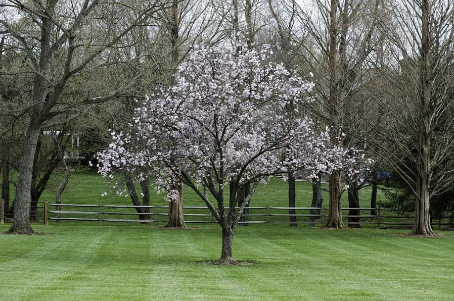 Les méthodes d'élagage du magnolia diffèrent légèrement selon que votre arbre est de type à feuilles