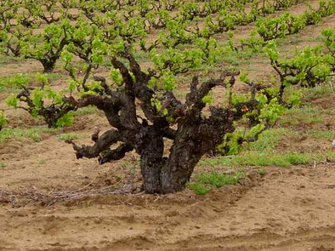 La taille du raisin peut être un peu intimidante en raison du grand nombre de méthodes de taille