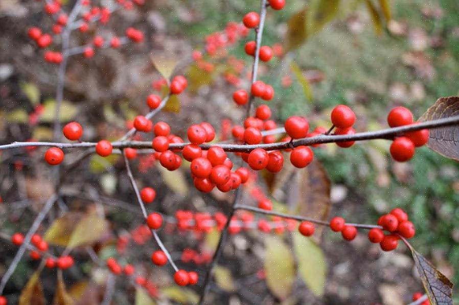Winterberry (Ilex verticillata) est originaire de l'est du Canada