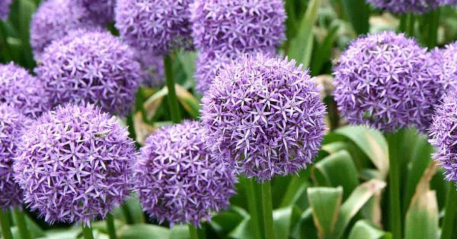 Les alliums ornementaux ont des capitules ronds composés de dizaines de fleurs en forme d'étoile