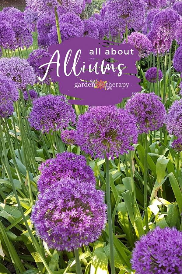 L'oignon qui fait la tête (Allium cernuum) produit des têtes de fleurs dans de jolies nuances de rose