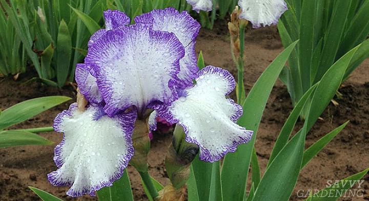 Une fois que vous avez soulevé les rhizomes d'iris barbu