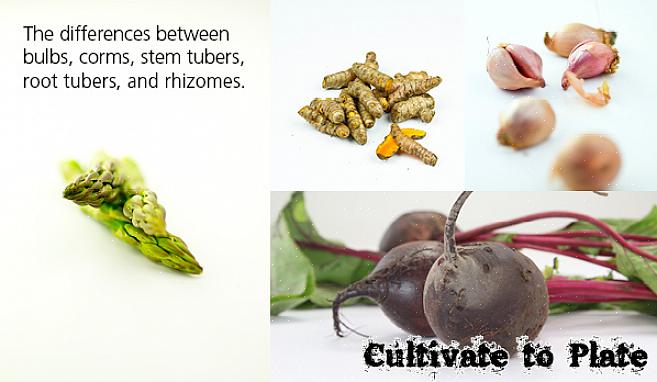Les bulbes et les rhizomes