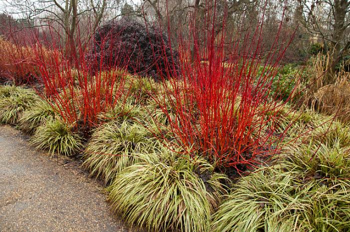 Le cornouiller à rameaux rouges égayera votre aménagement paysager d'hiver avec ses branches rouge vif