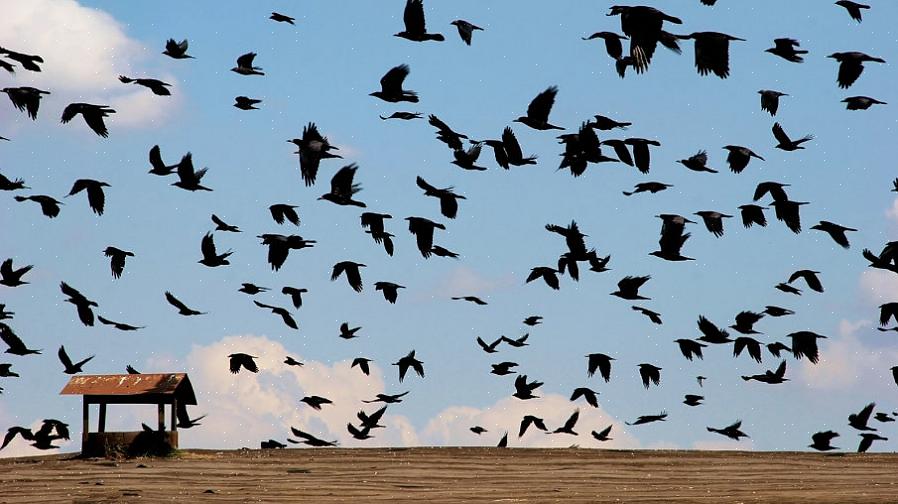 Économie d'énergie Les oiseaux qui ne migrent pas n'ont pas besoin de dépenser d'énormes quantités d'énergie