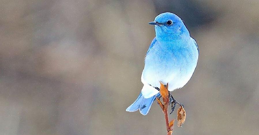 Les merles bleus des montagnes