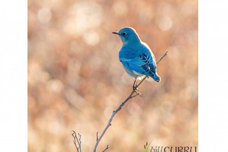 Identification du merle bleu des montagnes