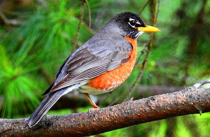 Non seulement le merle d'Europe est un oiseau d'État honoré dans le Connecticut