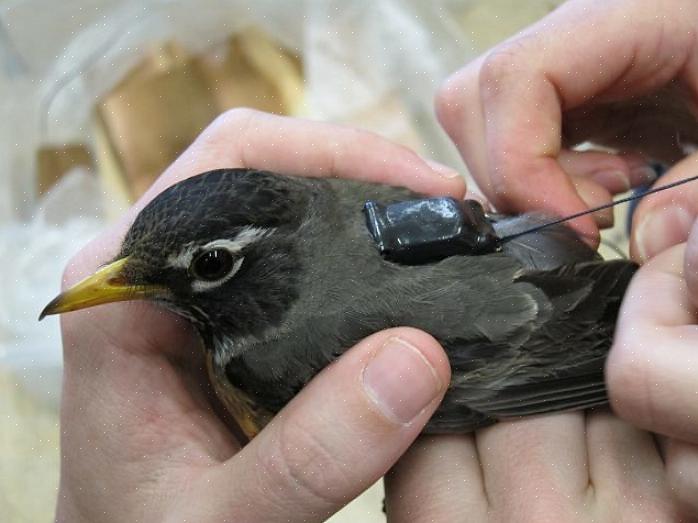 La famille d'oiseaux Turdidae comprend plus de 175 espèces