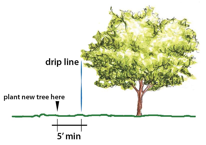 Les arbres pour faire pénétrer l'eau dans le sol aux racines