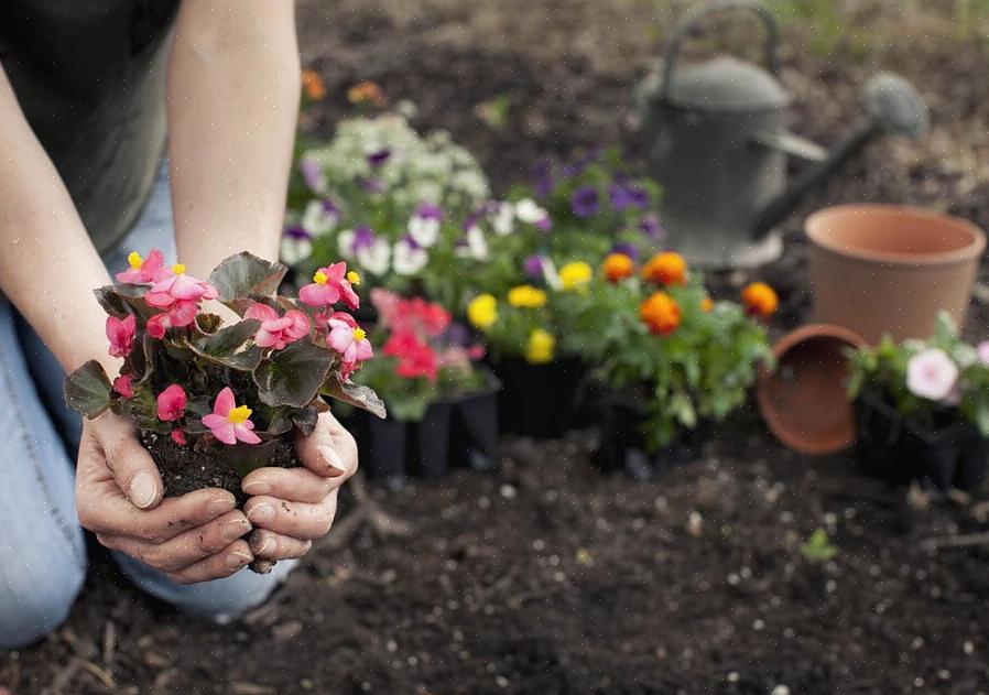 La nature saisonnière des annuelles signifie que les serres