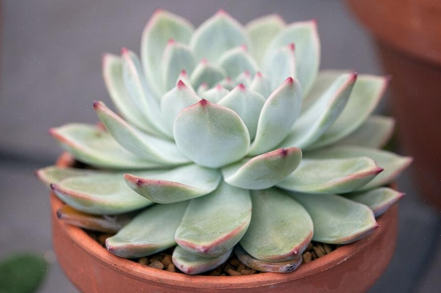 Certaines des variétés les plus connues comprennent Echeveria Black Prince