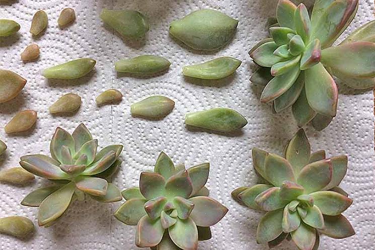 Echeveria est un grand genre de plantes succulentes originaires de certaines régions d'Europe centrale