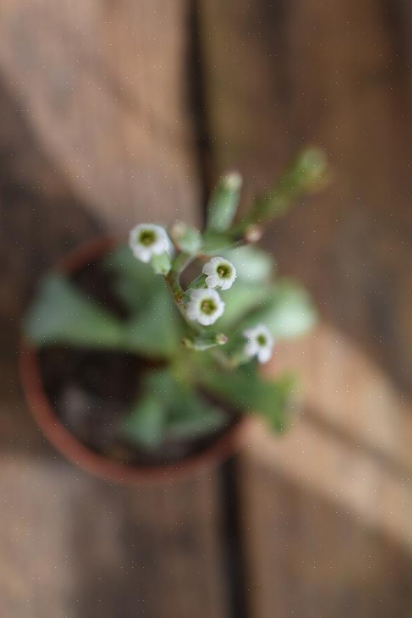 Les plantes à feuilles froissées nécessitent un sol poreux