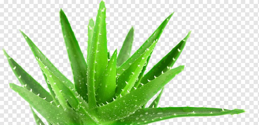 Mais la plus couramment cultivée comme plante d'intérieur est Aloe barbadensis