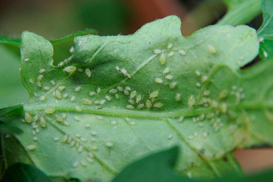 Ces insectes ennuyeux ne sont pas seulement une mauvaise surprise pour les propriétaires de plantes